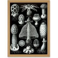 Artery8 Nature Ernst Haeckel Fungus Mushroom Toadstool Botanical A4 Artwork Framed Wall Art Print in Light Oak