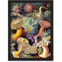 Artery8 Ernst Haeckel Botanical Sea Vintage Nature Art Biology Anemone A4 Artwork Framed Wall Art Print in Black