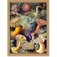 Artery8 Ernst Haeckel Botanical Sea Vintage Nature Art Biology Anemone A4 Artwork Framed Wall Art Print in Light Oak