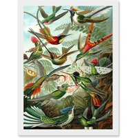 Artery8 Ernst Haeckel Nature Art Biology Birds Hummingbird Vintage A4 Artwork Framed Wall Art Print in White