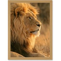 Artery8 Big African Lion Sitting Sun Bathing Nature A4 Artwork Framed Wall Art Print in Light Oak
