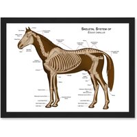 Artery8 Horse Anatomy Diagram Vets Animals Skeleton Bones A4 Artwork Framed Wall Art Print in Black