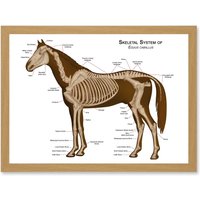 Artery8 Horse Anatomy Diagram Vets Animals Skeleton Bones A4 Artwork Framed Wall Art Print in Light Oak