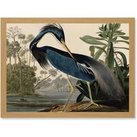 Artery8 Audubon Birds Louisiana Blue Heron Painting A4 Artwork Framed Wall Art Print in Light Oak