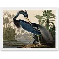 Artery8 Audubon Birds Louisiana Blue Heron Painting A4 Artwork Framed Wall Art Print in White