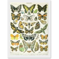 Artery8 Butterflies Moths Lepidopterists A4 Artwork Framed Wall Art Print in White
