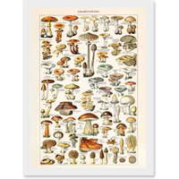 Artery8 Mushrooms Fungus Champignons A4 Artwork Framed Wall Art Print in White