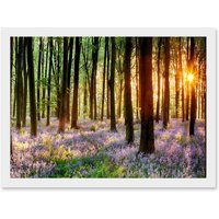 Artery8 Bluebell Wood Sunrise Trees Photo A4 Artwork Framed Wall Art Print in White