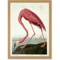 Artery8 Painting Nature Audubon American Flamingo A4 Artwork Framed Wall Art Print in Light Oak