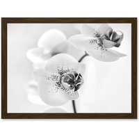 Artery8 Orchid Flower Black White A4 Artwork Framed Wall Art Print in Brown