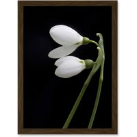 Artery8 Snowdrops Spring Flowers Bloom White Black A4 Artwork Framed Wall Art Print in Brown