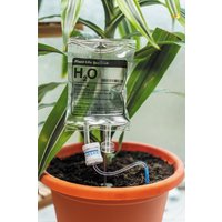 Bubblegum Stuff Plant Life Support