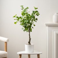 Scottish Everlastings Ltd 75cm Heart-leaf Ficus Tree in White Pot in Green