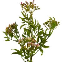 Leaf 55cm Artificial Foliage Stem with Pink Berries