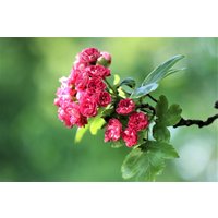 Direct Plants Crataegus Paul's Scarlet Tree 5-6ft Supplied in a 7.5 Litre Pot in Green