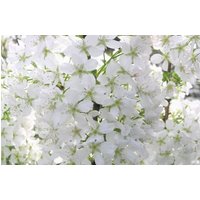 Direct Plants Prunus Brilliant White Dwarf Patio Flowering Cherry Tree 3-4ft 5L Pot