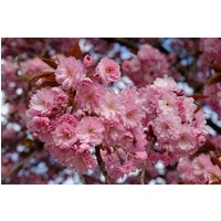 Direct Plants Dwarf Patio Prunus Kanzan Japanese Flowering Cherry Tree 3-4ft supplied in a 5 Litre Pot in Pink