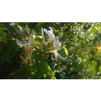 Direct Plants Lonicera Halliana Evergreen Honeysuckle Fragrant Climbing 3-4ft 3L Pot