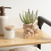 16cm Succulent Cement Shell