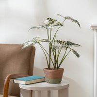 Scottish Everlastings Ltd 59cm Real Touch Alocasia Plant in Green