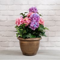 Scottish Everlastings Ltd 55cm Pink/Purple Hydrangea in Pot in Purple