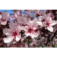 Direct Plants Prunus Nigra Cistena Patio Flowering Tree 3-4ft Supplied in a 7.5 Litre Pot in Green
