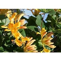Direct Plants Lonicera Copper Beauty Evergreen Honeysuckle Climbing Plant 3-4ft Tall Supplied in a 3 Litre Pot in Green