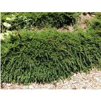 Direct Plants Ground Cover Garden Border Mix Large Mature Plants Supplied in 3 Litre Pots - Pack of 24 in Green