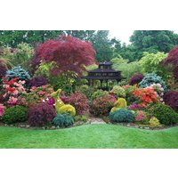 Direct Plants The Low Front Garden Border Selection Mix Large Mature Plants Supplied in 3 Litre Pots - Pack of 12 in Green