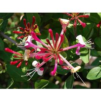 Direct Plants 6x Mixed Large Honeysuckle Climbing Plant Selection Pack 3ft Tall Supplied in 3 Litre Pots in Green