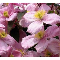 Direct Plants 6x Mixed Large Clematis Climbing Plant Selection Pack 3ft Tall Supplied in 3 Litre Pots in Green