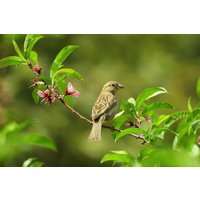 Direct Plants The Wildlife Selection Hardy Shrub Plant Garden Border Mix Large Mature Plants Supplied in 3 Litre Pots - Pack of 18 in Green