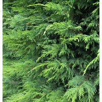 Direct Plants 3x Green Leylandii Cupressocyparis Leylandii Hedging Trees 4-5ft Supplied in 3 Litre Pots