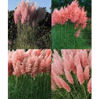 Direct Plants Cortaderia Rosea Pink Pampas Grass Extra Large Plant 3-4ft Supplied in a 7.5 Litre Pot