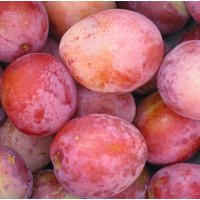 Direct Plants Plums Victoria Fruit Tree 6ft Tall Supplied in a 12 Litre Pot by Directplants in Red