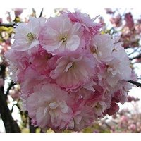 Direct Plants Prunus Pink Perfection Cherry Blossom Tree 6ft Tall Supplied in a 12 Litre Pot by Directplants in Green