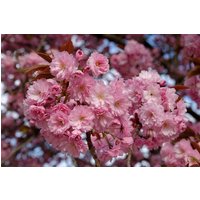 Direct Plants Prunus Kanzan Japanese Cherry Blossom Tree 6ft Tall Supplied in a 12 Litre Pot by Directplants in Green