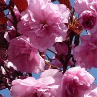Direct Plants Prunus Royal Burgundy Purple Leaf Japanese Cherry Tree 6ft Tall Supplied in a 12 Litre Pot by Directplants in Green