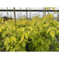 Direct Plants Acer Kelly's Gold Tree 6ft Tall Supplied in a 12 Litre Pot by Directplants in Green