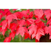 Direct Plants Acer Rubrum Sun Valley Tree 6ft Tall Supplied in a 12 Litre Pot by Directplants in Green