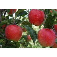 Apple Worcester Pearmain Fruit Tree 6ft Tall Supplied 12 Litre Pot Directplants