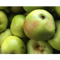 Direct Plants Apple Bramley Seedling Fruit tree 6ft Tall Supplied in a 12 Litre Pot by Directplants in Red