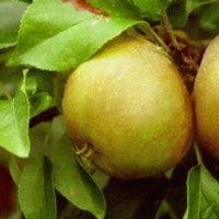 Apple Egremont Russet Fruit Tree 6ft Tall Supplied 12 Litre Pot Directplants