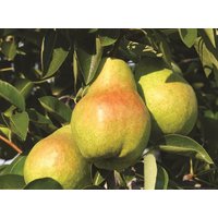 Direct Plants Pear Concorde Fruit Tree 6ft Tall Supplied in a 12 Litre Pot by Directplants in Green