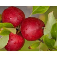 Direct Plants Apple Katy Fruit Tree 6ft Tall Supplied in a 12 Litre Pot by Directplants in Red