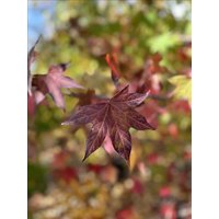 Direct Plants Liquidambar Stryrac. Worplesdon Sweet Gum Tree 6ft Tall Supplied in a 12 Litre Pot by Directplants in Green
