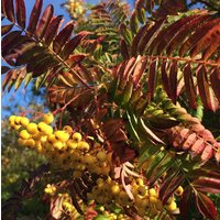 Direct Plants Sorbus Joseph Rock Mountain Ash Tree 6ft Tall Supplied in a 12 Litre Pot by Directplants in Green