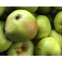 Direct Plants Apple Lord Derby Fruit Tree 6ft Tall Supplied in a 12 Litre Pot by Directplants in Green