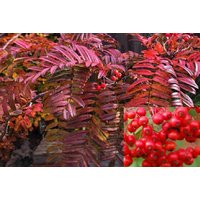 Direct Plants Sorbus Commixta Embley Mountain Ash Tree 6ft Tall Supplied in a 12 Litre Pot by Directplants in Green