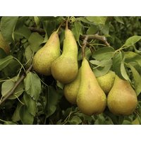 Direct Plants Pear Conference Fruit Tree 6ft Tall Supplied in a 7.5 Litre Pot by Directplants in Green